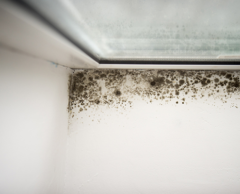 Mold Inspections